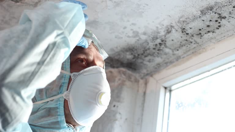 Reliable Millbrook, NY Mold Removal Solutions